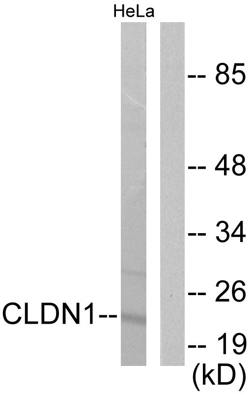 Anti-Claudin 1 Rabbit Polyclonal Antibody