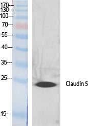 Anti-Claudin 5 Rabbit Polyclonal Antibody