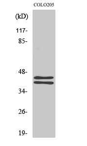 Anti-ERK1/2 Rabbit Polyclonal Antibody