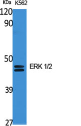 Anti-ERK1/2 Rabbit Polyclonal Antibody