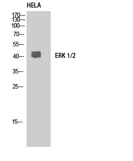 Anti-ERK1/2 Rabbit Polyclonal Antibody