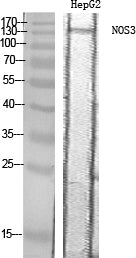 Anti-eNOS Rabbit Polyclonal Antibody