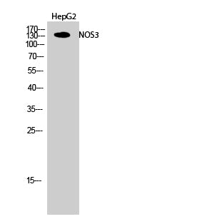 Anti-eNOS Rabbit Polyclonal Antibody