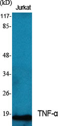 Anti-TNF alpha Rabbit Polyclonal Antibody