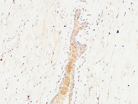 Anti-c-Kit Rabbit Polyclonal Antibody