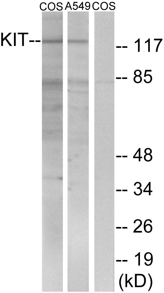 Anti-c-Kit Rabbit Polyclonal Antibody