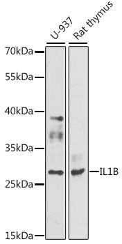 Anti-IL-1 beta Rabbit Polyclonal Antibody