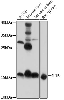 Anti-IL-1 beta Rabbit Polyclonal Antibody