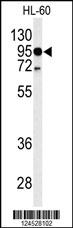 Anti-Toll-Like Receptor 4 Rabbit Polyclonal Antibody