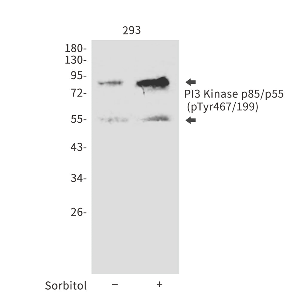 Anti-Phospho-PI3 Kinase p85/p55 (Tyr467/Tyr199) Rabbit Polyclonal Antibody