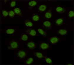 Anti-KDM1A (1E5) Mouse Monoclonal Antibody