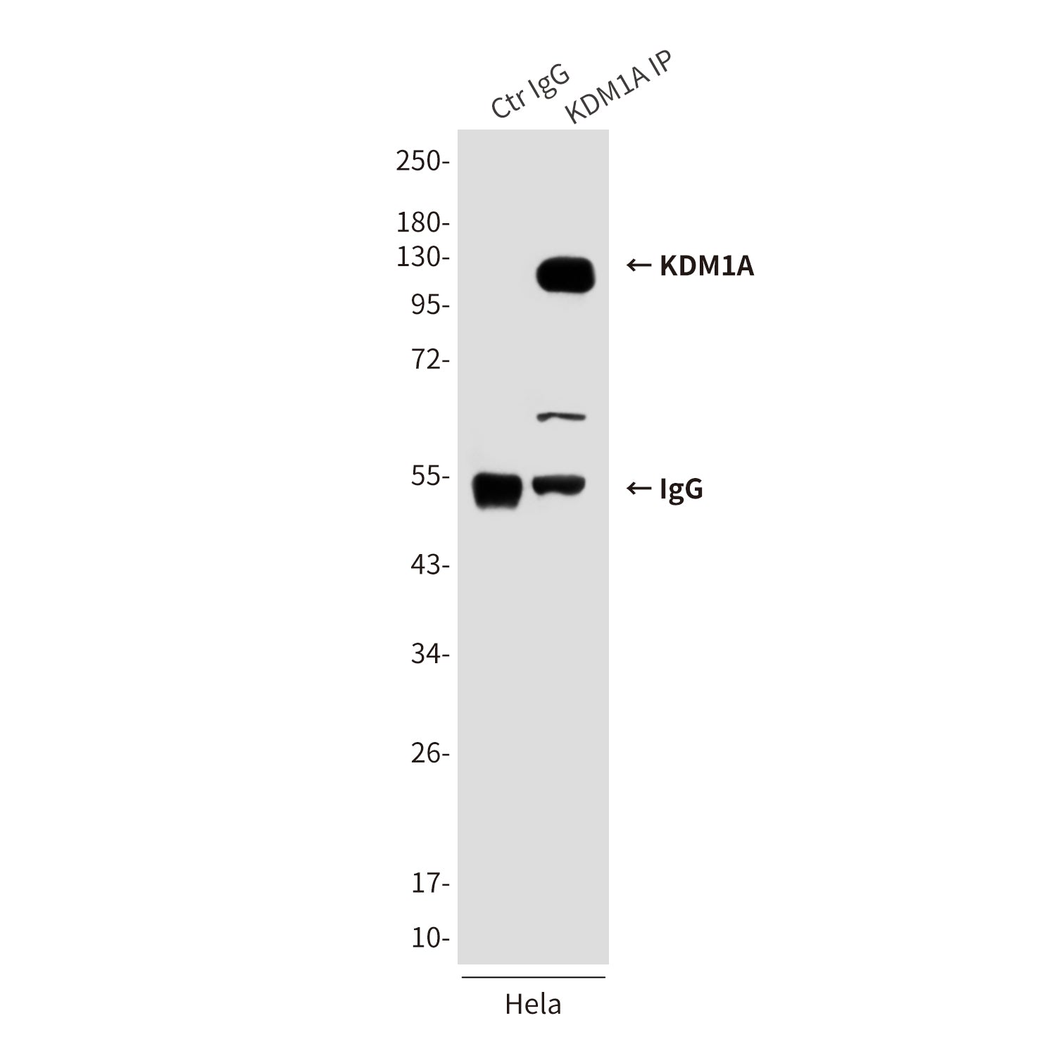 Anti-KDM1A (1E5) Mouse Monoclonal Antibody