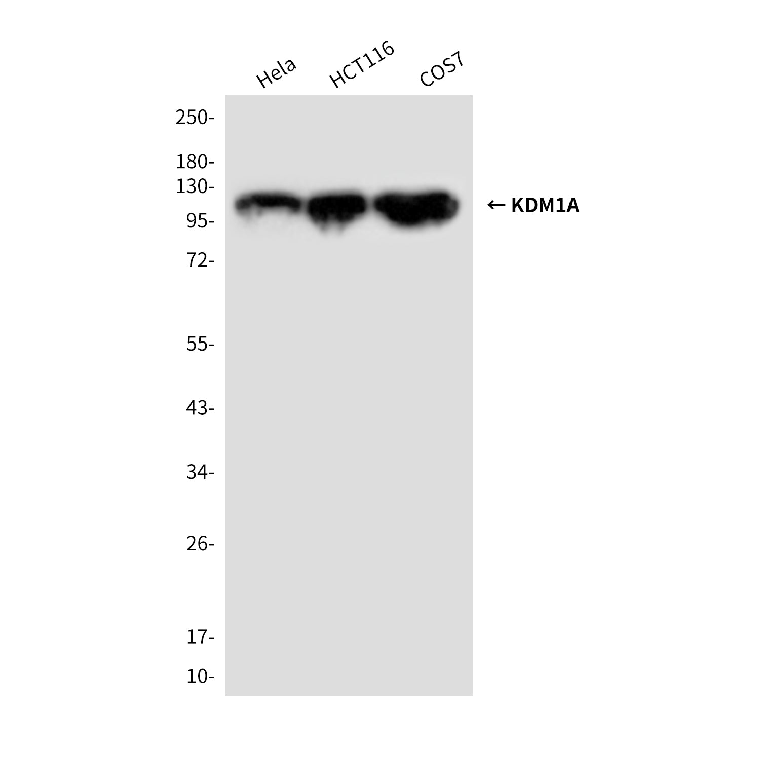 Anti-KDM1A (1E5) Mouse Monoclonal Antibody