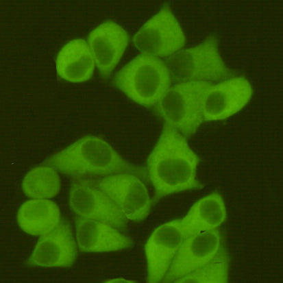 Anti-Fatty Acid Synthase (2F9) Mouse Monoclonal Antibody