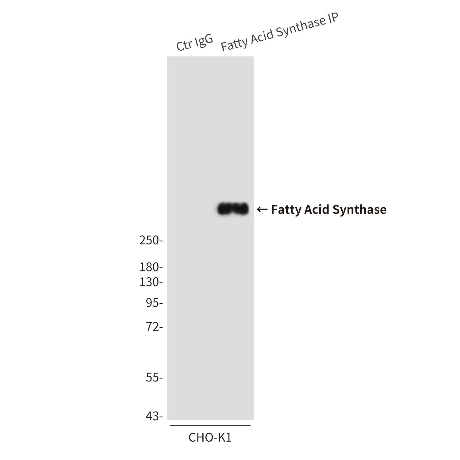 Anti-Fatty Acid Synthase (2F9) Mouse Monoclonal Antibody