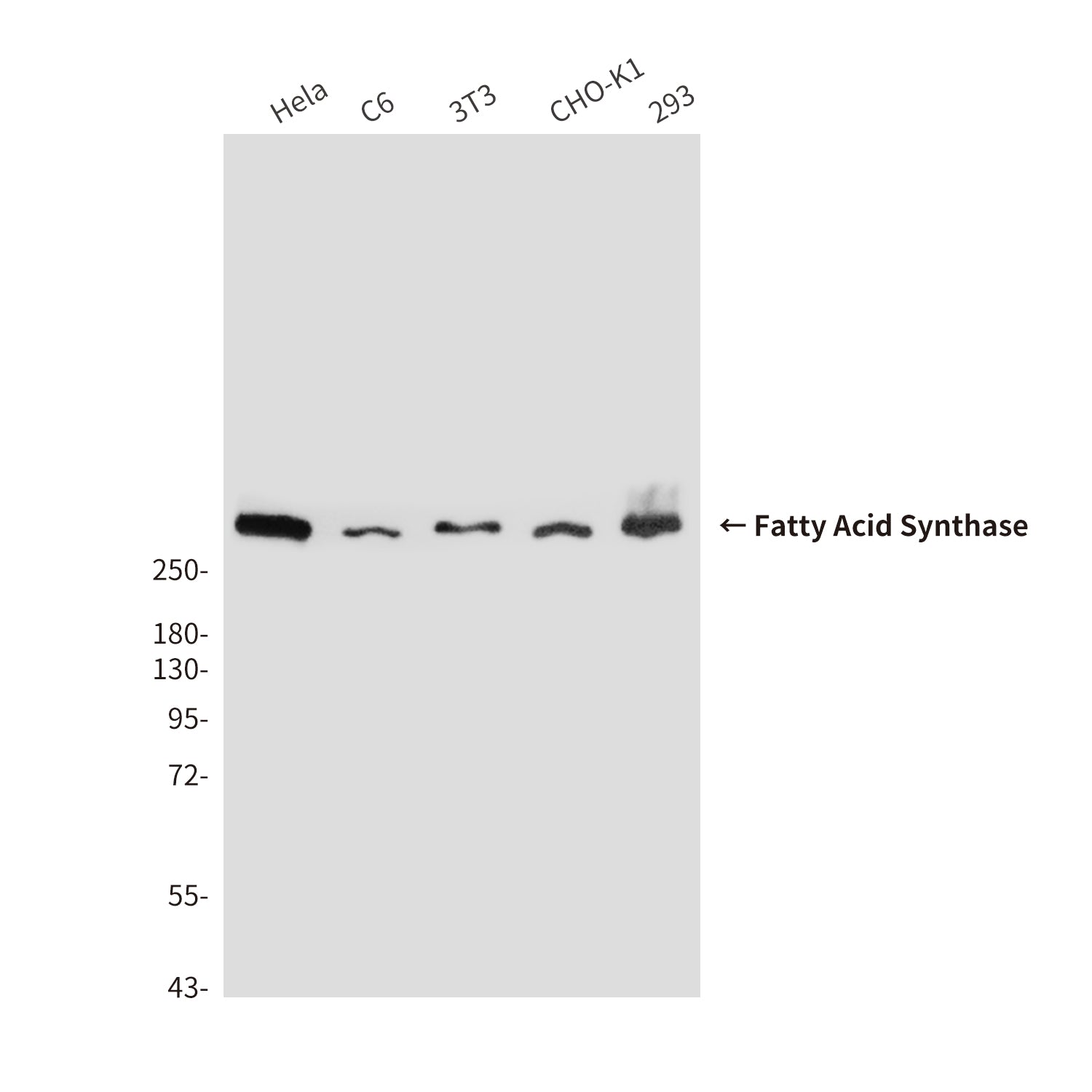 Anti-Fatty Acid Synthase (2F9) Mouse Monoclonal Antibody