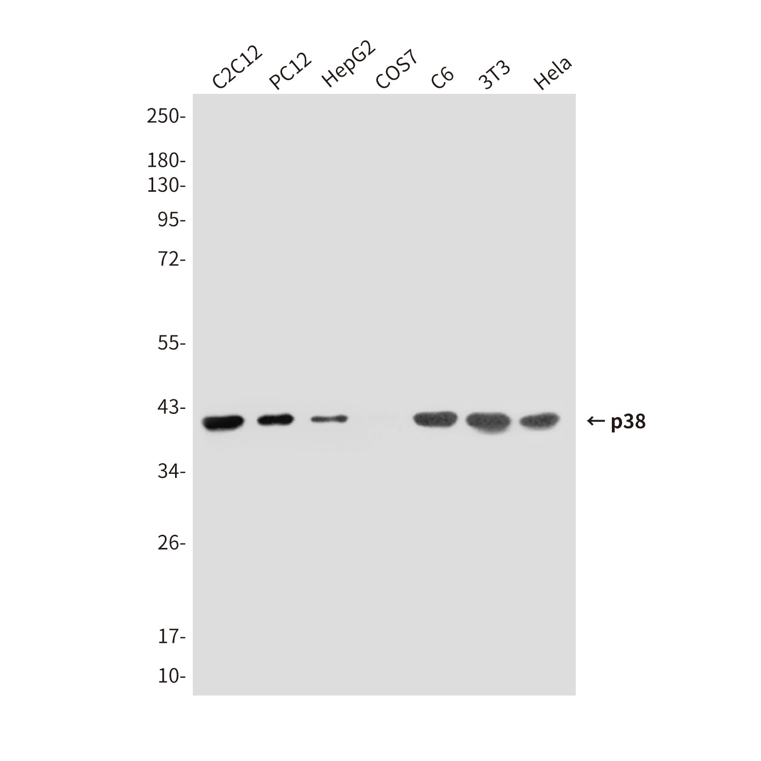 Anti-p38 (5A1) Mouse Monoclonal Antibody