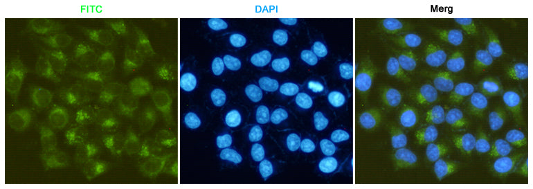 Anti-MMP2 (3A8) Mouse Monoclonal Antibody