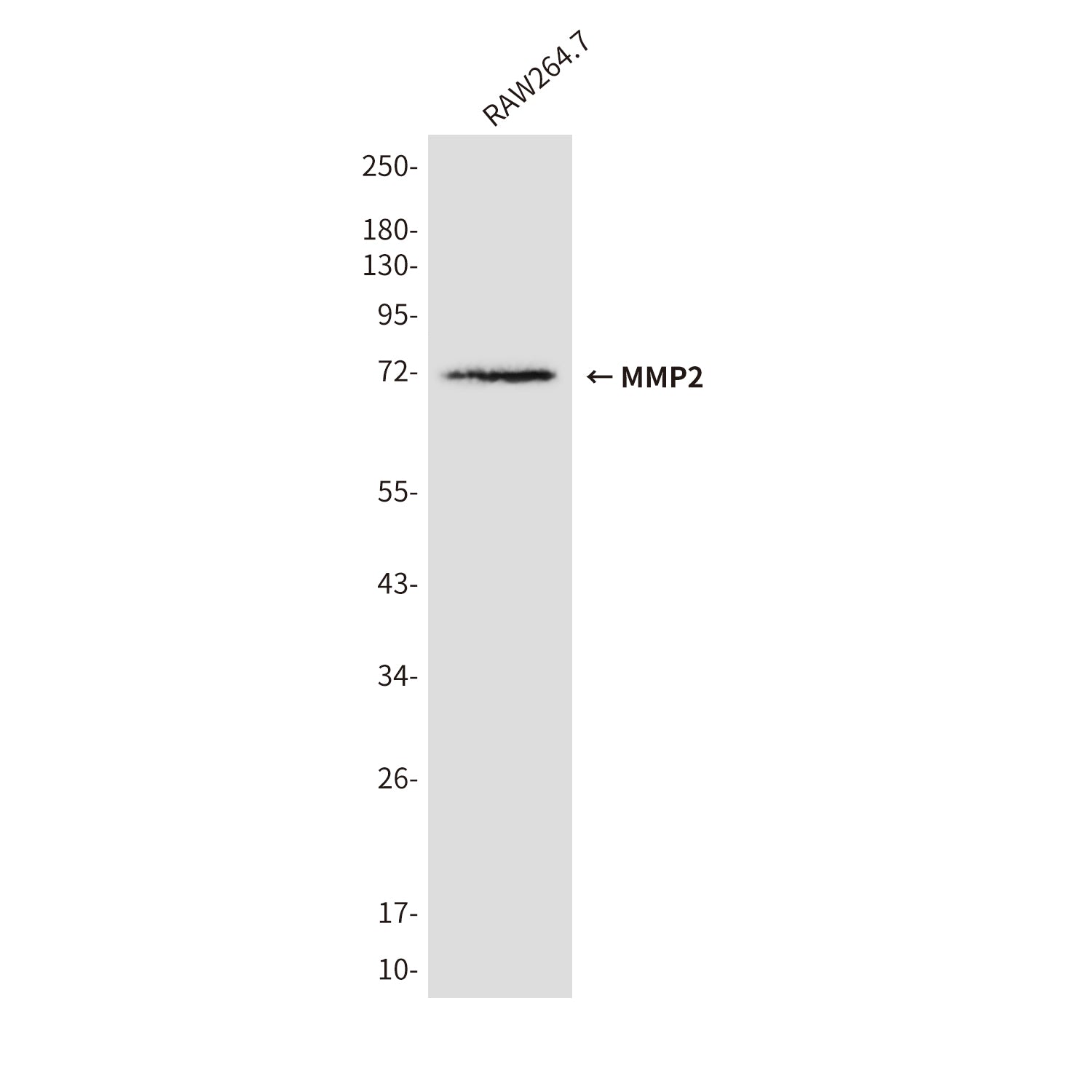 Anti-MMP2 (3A8) Mouse Monoclonal Antibody