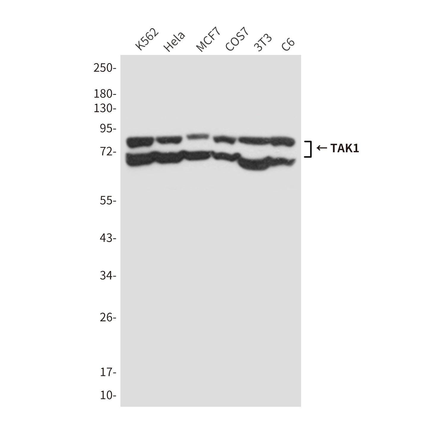 Anti-TAK1 (3G1) Mouse Monoclonal Antibody