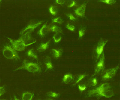 Anti-Vimentin (4F8) Mouse Monoclonal Antibody