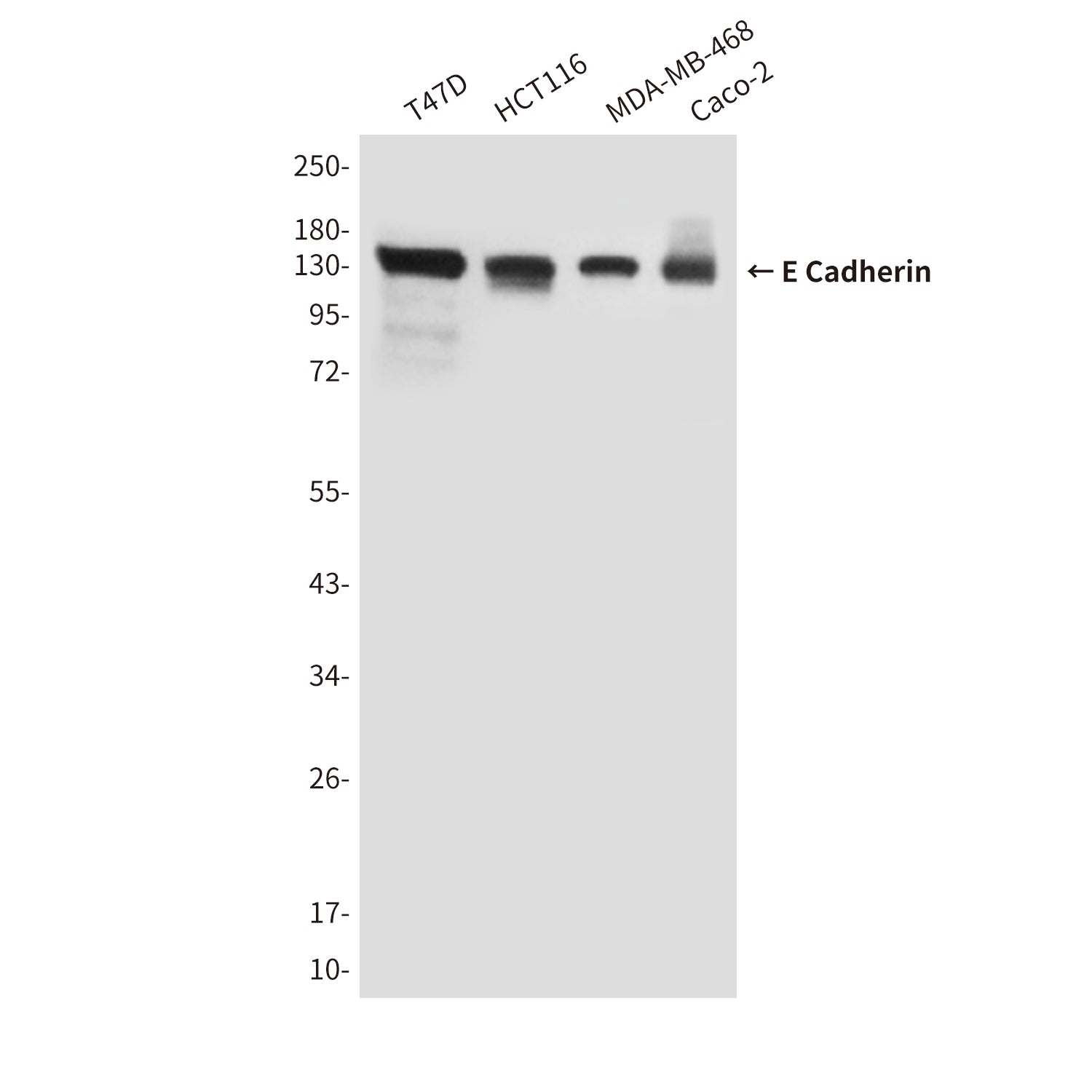 Anti-E Cadherin (6B10) Mouse Monoclonal Antibody