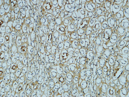 Anti-Fibronectin (1E2) Mouse Monoclonal Antibody