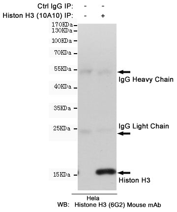 Anti-Histone H3 (10A10) Mouse Monoclonal Antibody