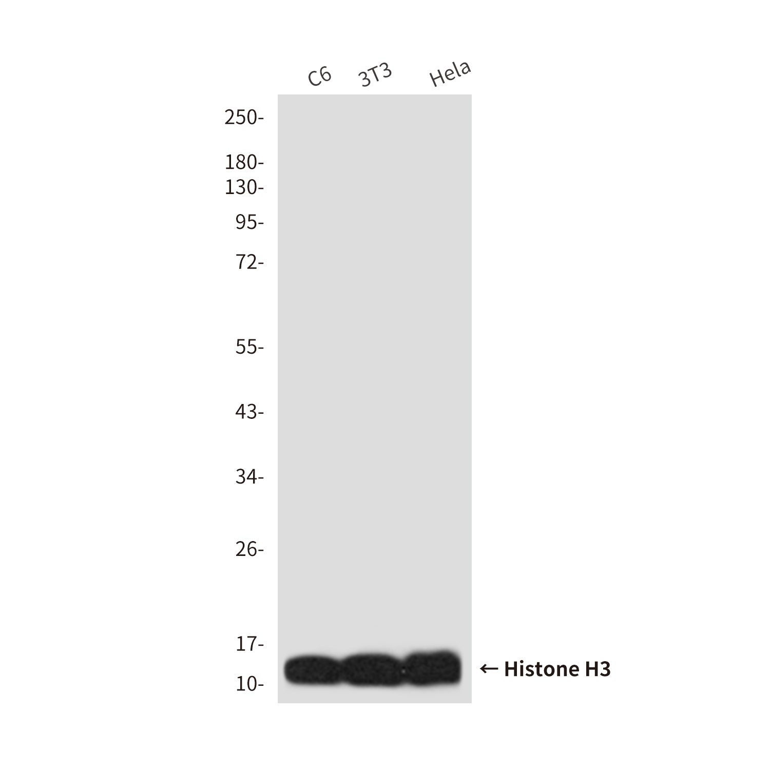 Anti-Histone H3 (10A10) Mouse Monoclonal Antibody