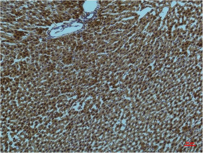 Anti-PI3 Kinase p85 alpha (1C8) Mouse Monoclonal Antibody