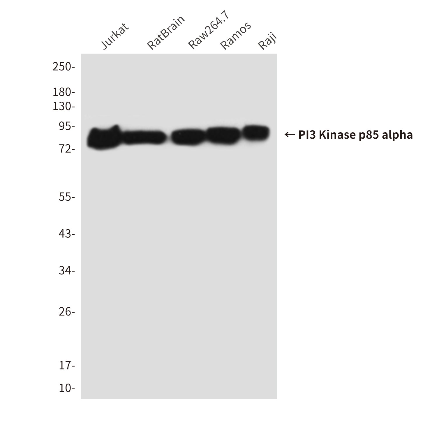 Anti-PI3 Kinase p85 alpha (1C8) Mouse Monoclonal Antibody