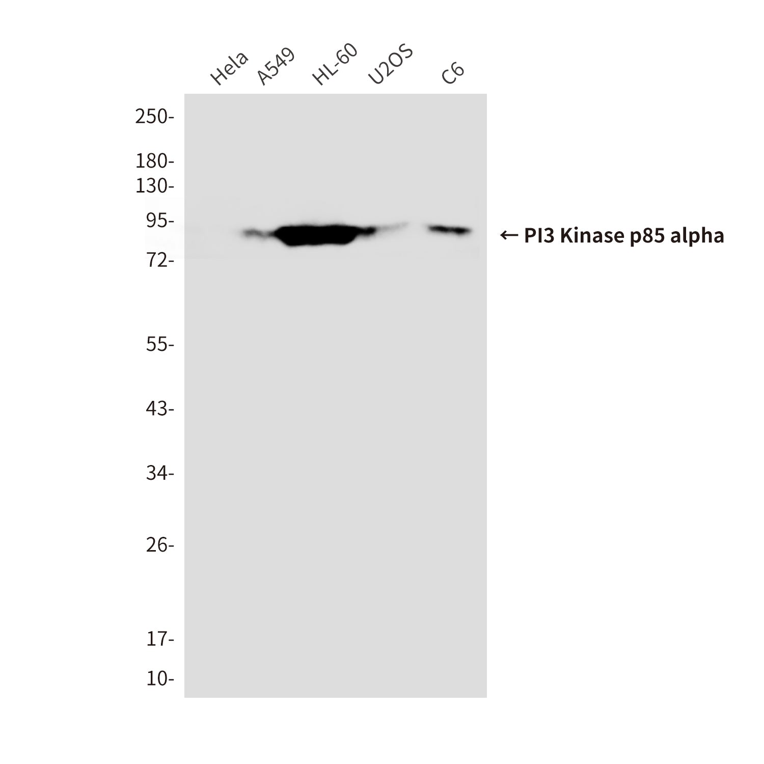 Anti-PI3 Kinase p85 alpha (1C8) Mouse Monoclonal Antibody