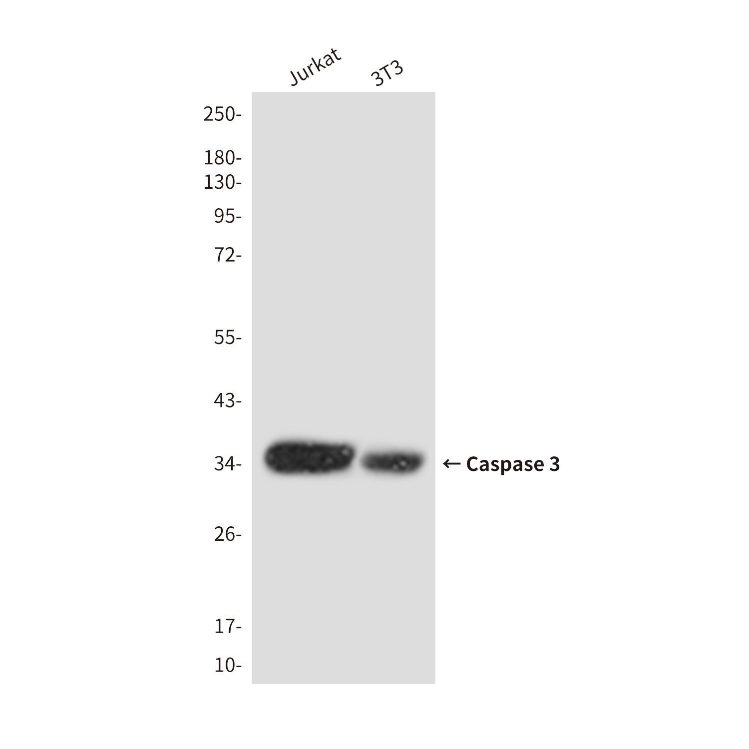 Anti-Cleaved-Caspase 3 p17 Rabbit Polyclonal Antibody