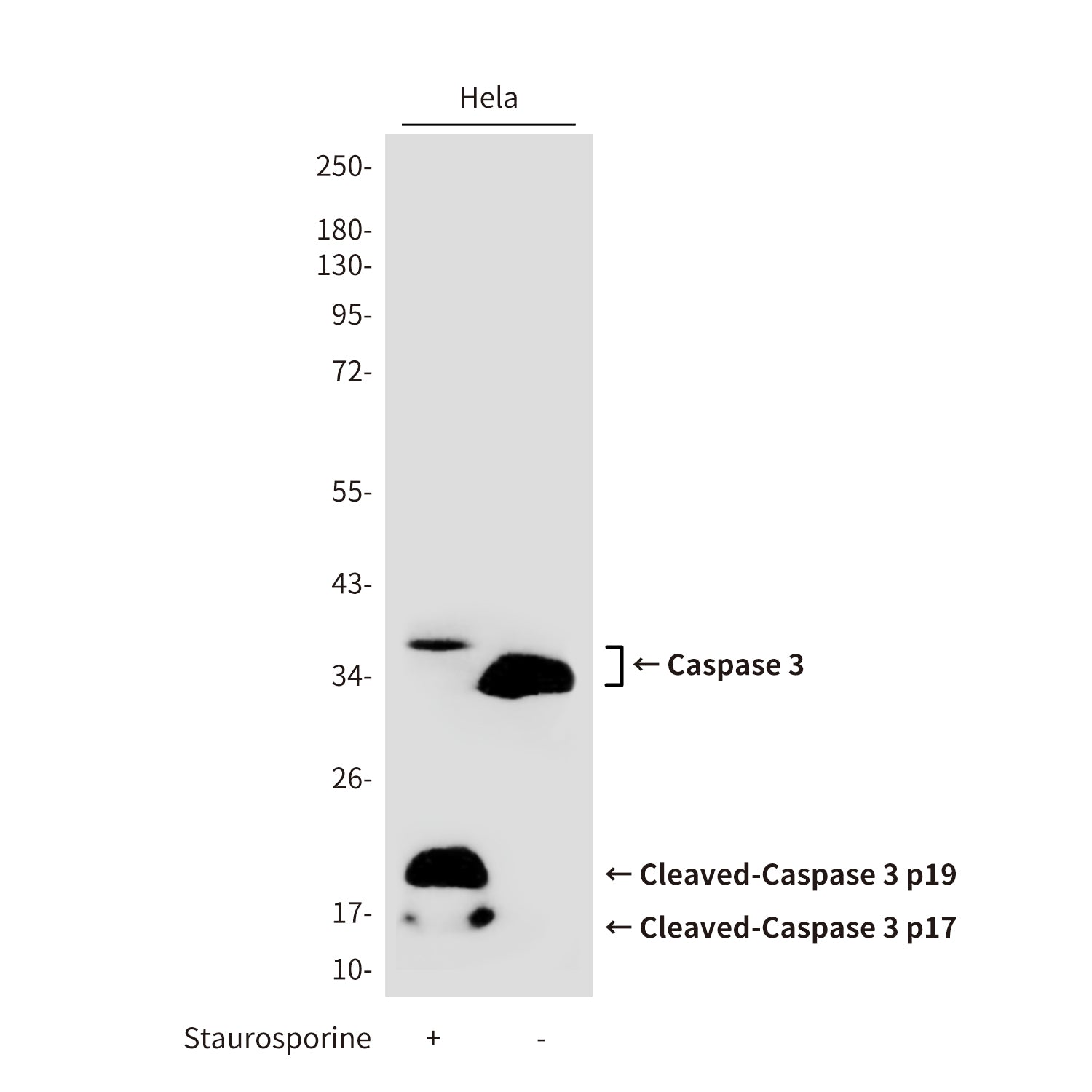 Anti-Cleaved-Caspase 3 p17 Rabbit Polyclonal Antibody