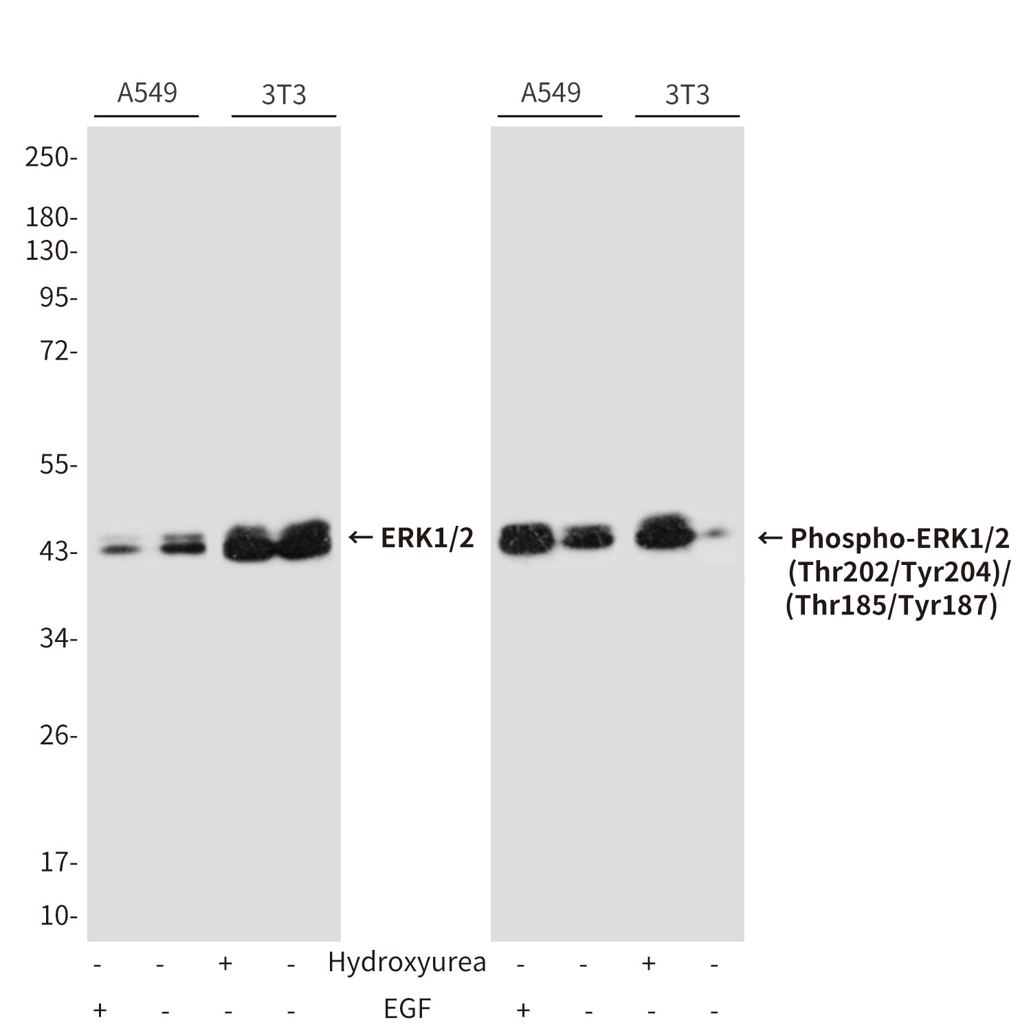 Anti-Phospho-ERK1/2 (Thr202/Tyr204)/(Thr185/Tyr187) Rabbit Polyclonal Antibody