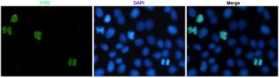 Anti-Phospho-Histone H3 (Ser10) Rabbit Polyclonal Antibody