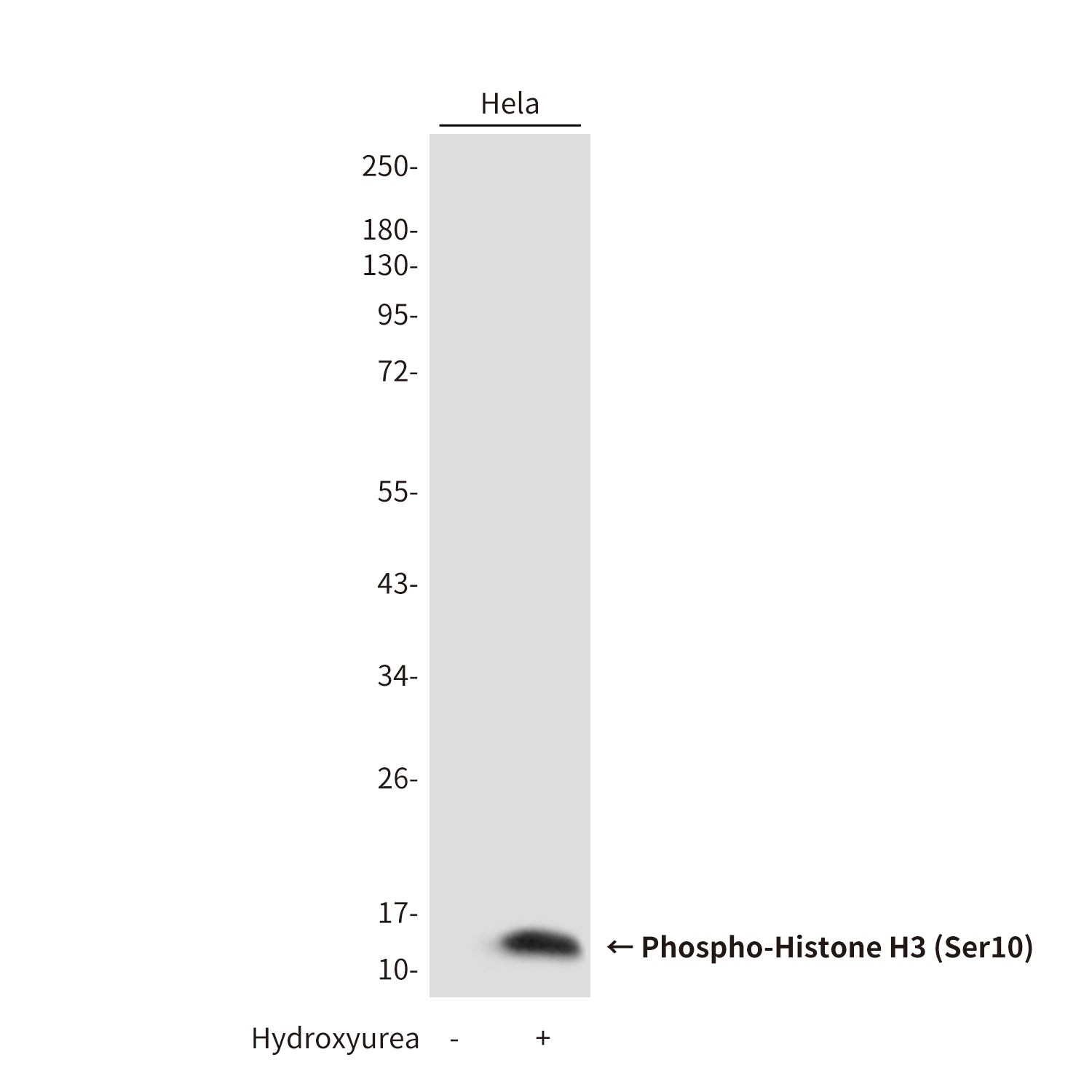 Anti-Phospho-Histone H3 (Ser10) Rabbit Polyclonal Antibody