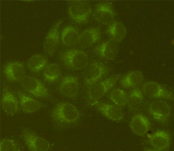 Anti-GRP78 BiP (4F11) Mouse Monoclonal Antibody