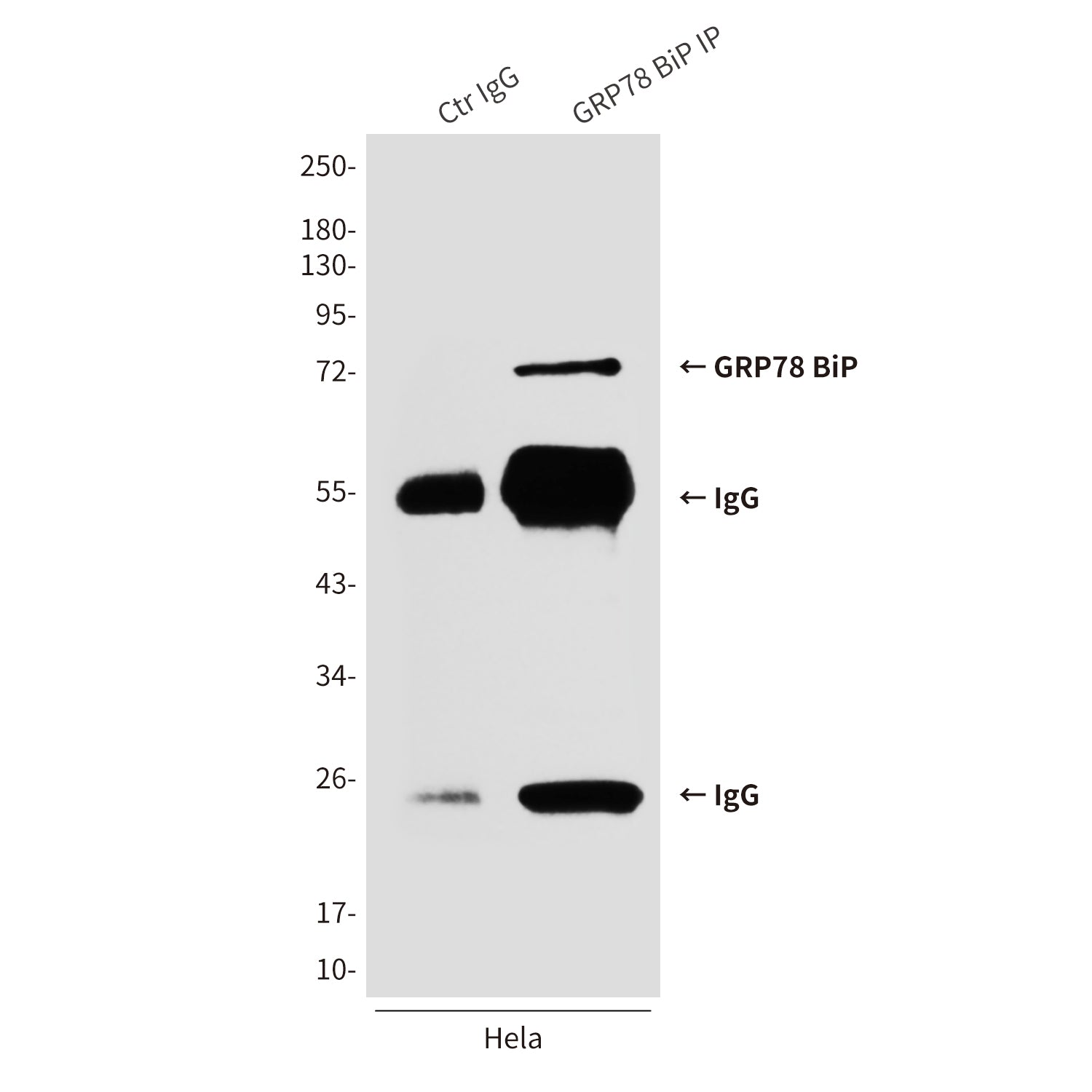 Anti-GRP78 BiP (4F11) Mouse Monoclonal Antibody