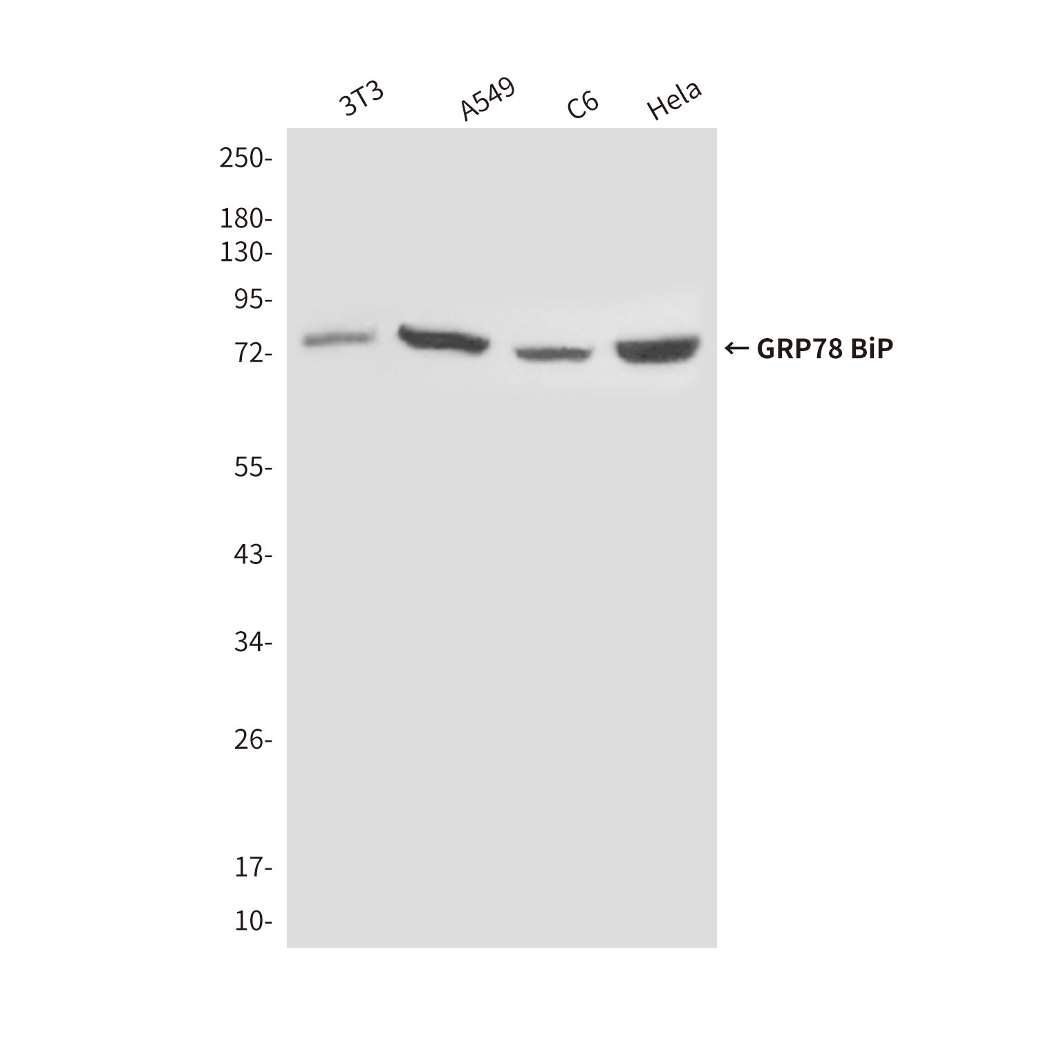 Anti-GRP78 BiP (4F11) Mouse Monoclonal Antibody