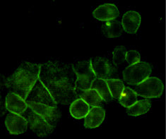 Anti-EGFR (6H11) Mouse Monoclonal Antibody
