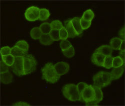 Anti-EGFR (6H11) Mouse Monoclonal Antibody
