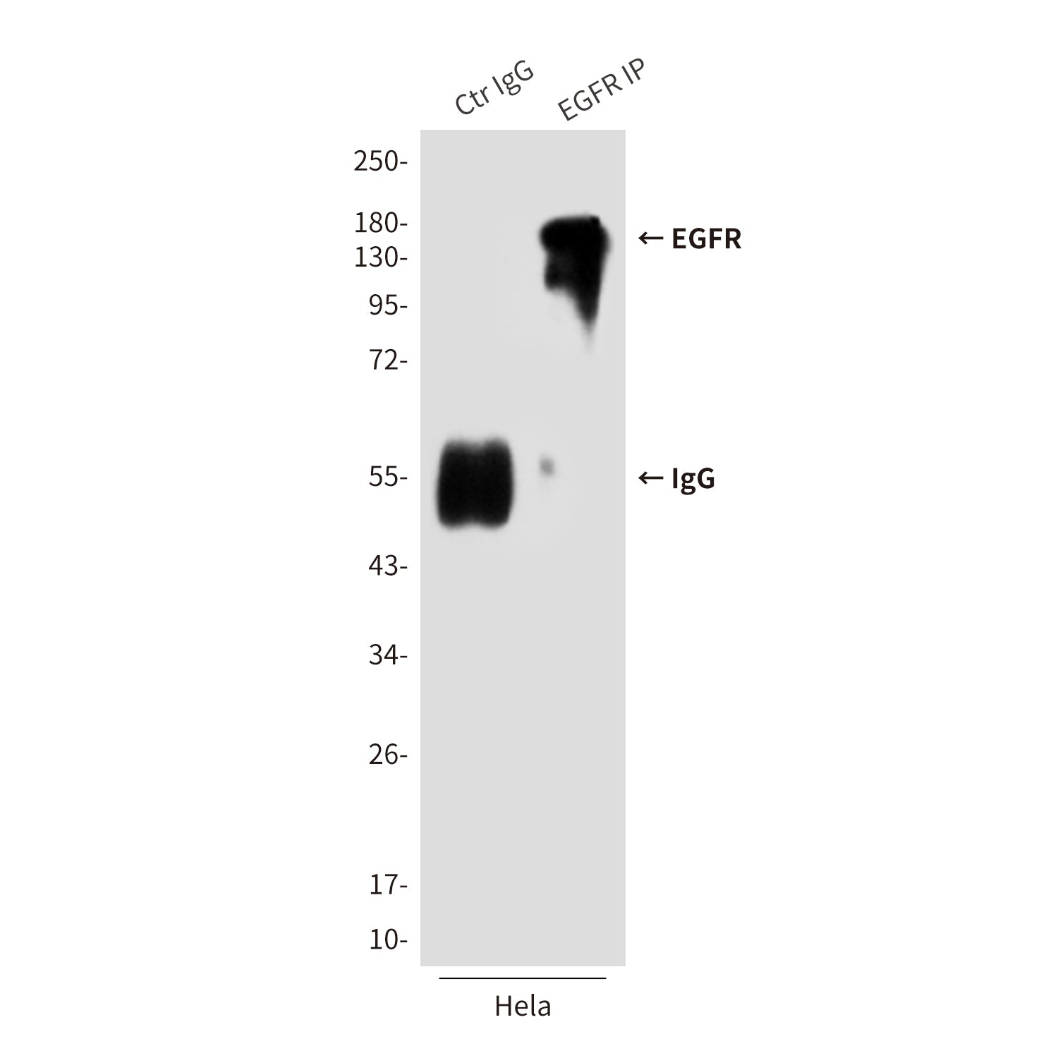 Anti-EGFR (6H11) Mouse Monoclonal Antibody