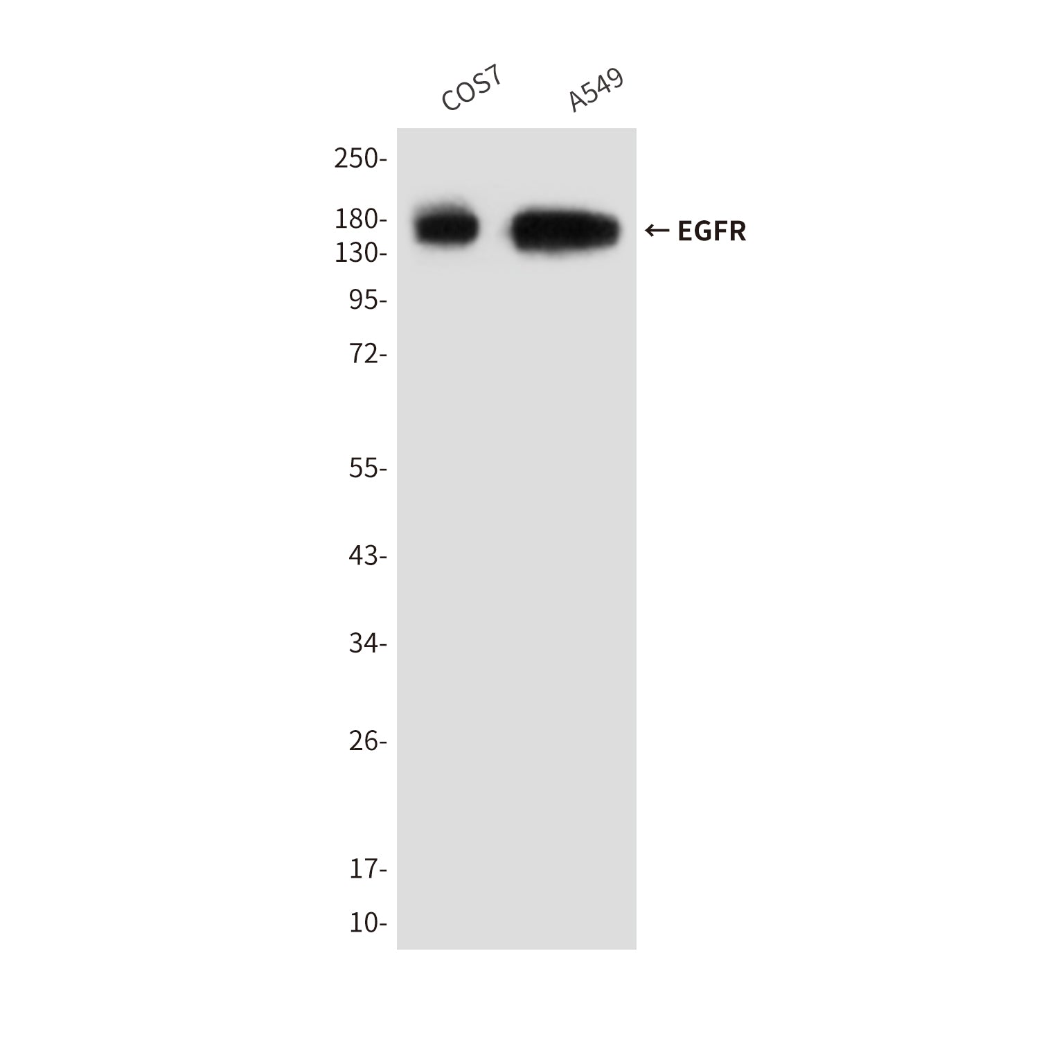 Anti-EGFR (6H11) Mouse Monoclonal Antibody