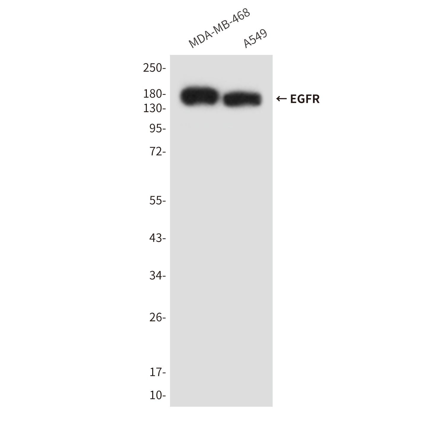 Anti-EGFR (6H11) Mouse Monoclonal Antibody