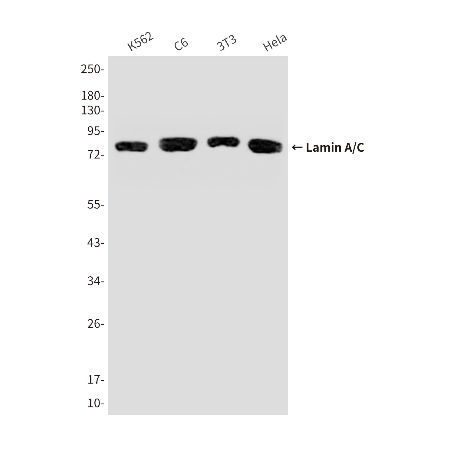 Anti-Lamin A/C Mouse Monoclonal Antibody