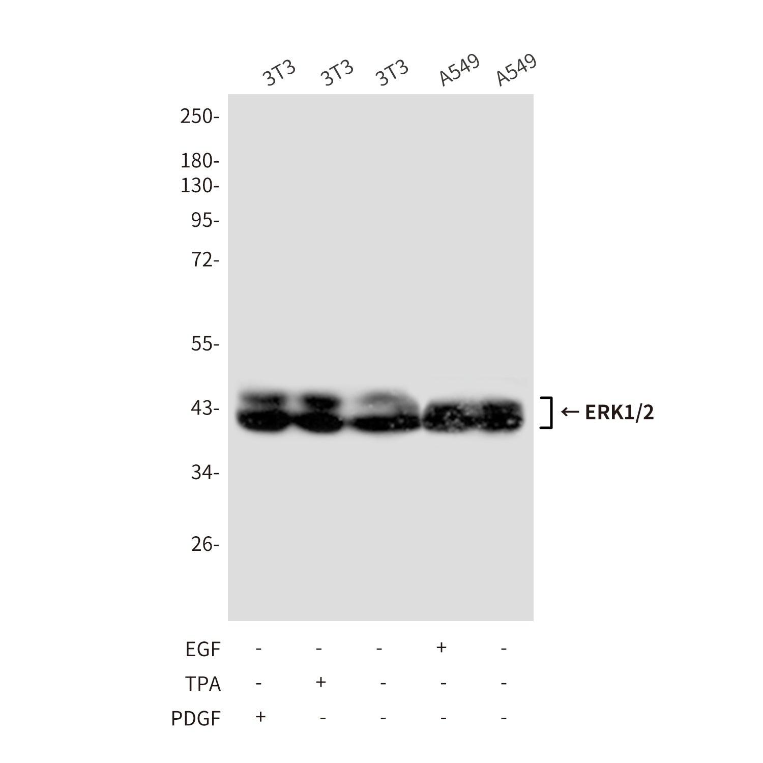 Anti-ERK1/2 (4A4) Mouse Monoclonal Antibody
