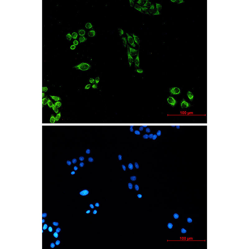Anti-Cytochrome C (7C10) Mouse Monoclonal Antibody