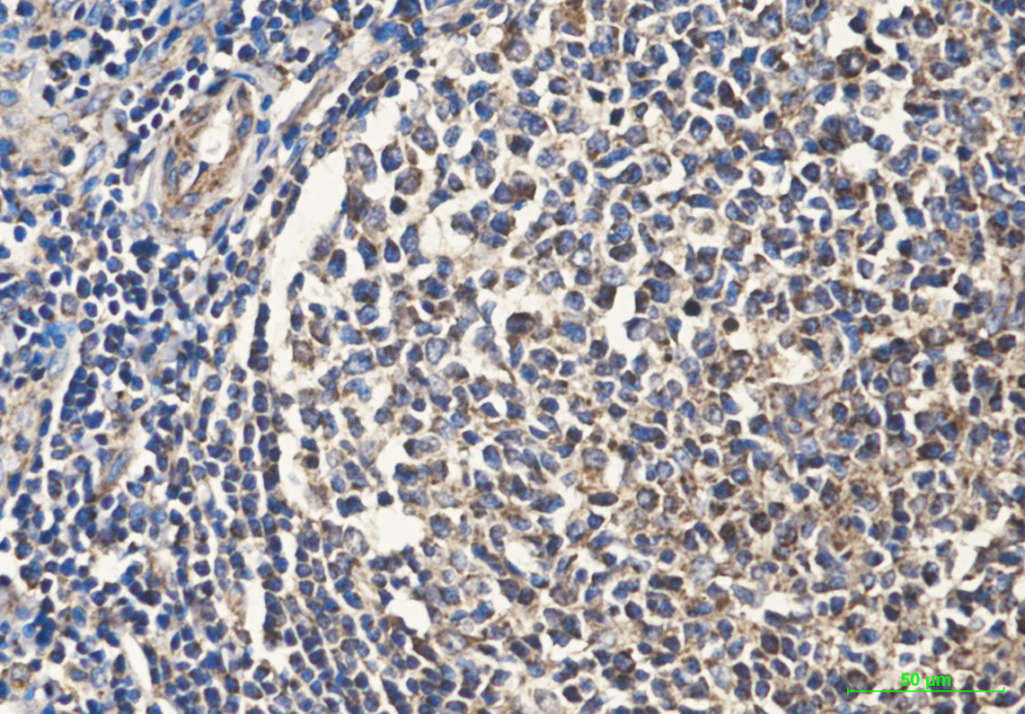 Anti-Cytochrome C (7C10) Mouse Monoclonal Antibody