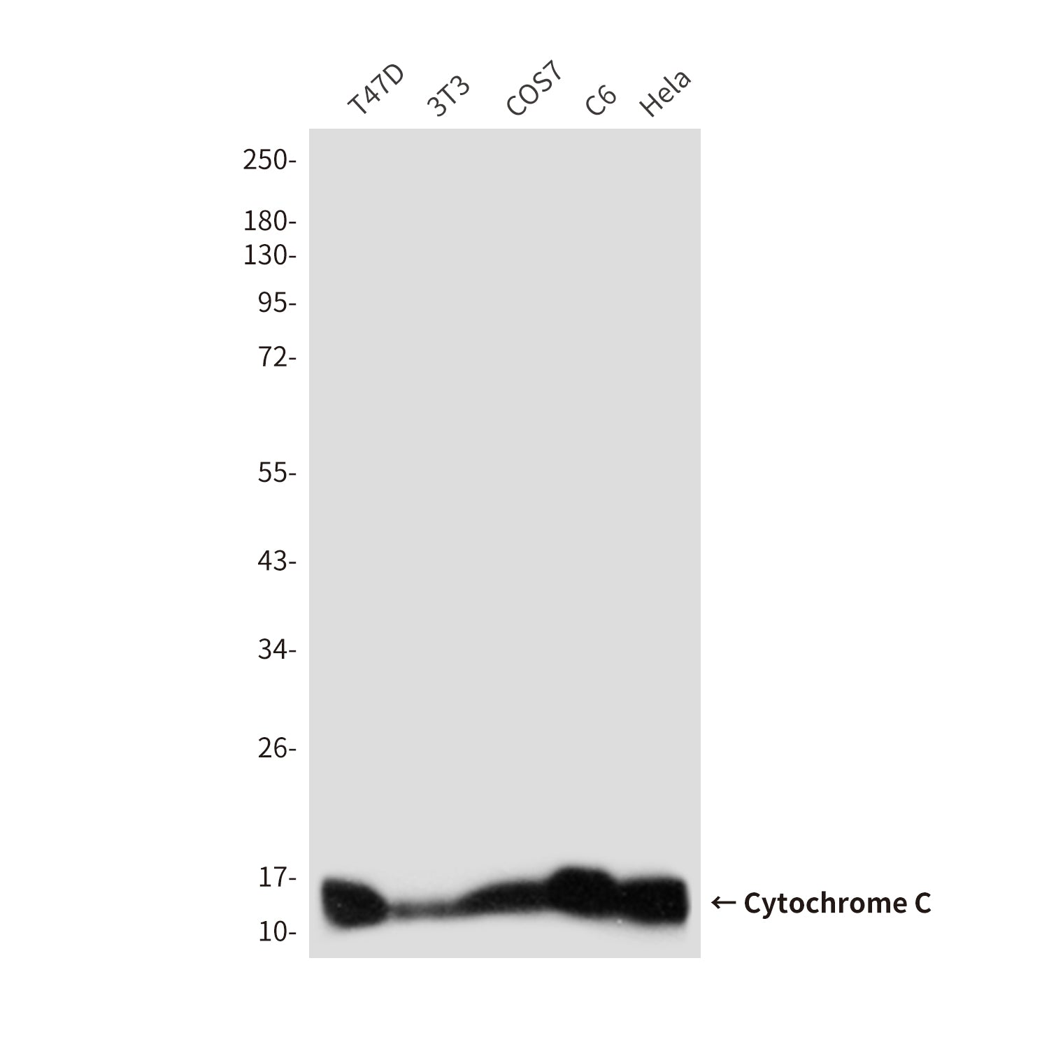 Anti-Cytochrome C (7C10) Mouse Monoclonal Antibody